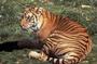 Shere Khan profile picture