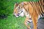 Shere Khan profile picture