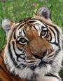 Shere Khan profile picture