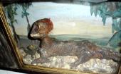 Feejee Mermaid profile picture