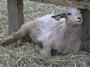 Fainting Goat Junkie profile picture