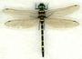 BCDragonfly profile picture