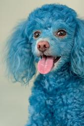 Cotton the Blue Toy Poodle profile picture