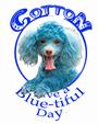 Cotton the Blue Toy Poodle profile picture