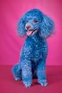 Cotton the Blue Toy Poodle profile picture