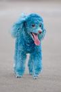 Cotton the Blue Toy Poodle profile picture