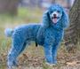 Cotton the Blue Toy Poodle profile picture