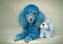 Cotton the Blue Toy Poodle profile picture