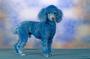 Cotton the Blue Toy Poodle profile picture