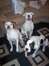 AmericanBulldogs