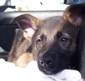 K9Chick profile picture