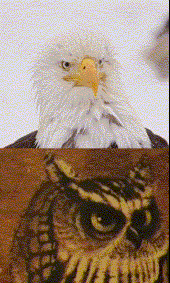 Half Eagle Half Owl profile picture