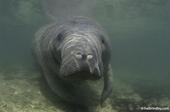 SAVE THE MANATEES!!! profile picture