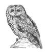 One Owl profile picture