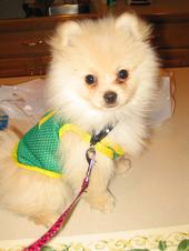 T♥Ni the Pom-Chi profile picture