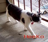 MeeKo profile picture