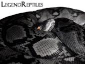 LegendReptiles profile picture