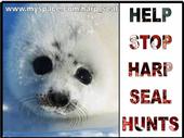 harp_seal