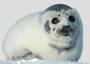 Harp seals (making new layout sorry) profile picture