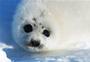 Harp seals (making new layout sorry) profile picture