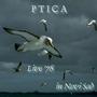 PTICA [Bird] profile picture