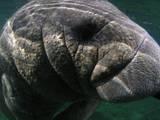 Save the Manatees profile picture