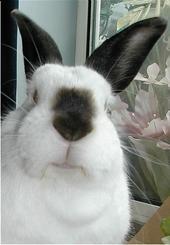 Elvis R.I.P he was the best bun x profile picture