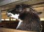 Maple Farm Sanctuary profile picture