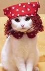 Prolly a Grapefruit Helmet Cat profile picture