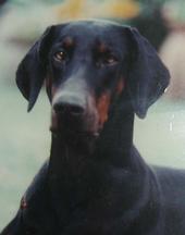 Mama Dobermann profile picture