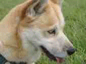 Deutsche Hunde @myspace (German Dogs @myspace) profile picture