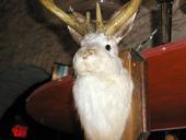 The Jackalope profile picture