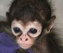 Monkey profile picture