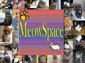 MeowSpace profile picture