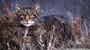 Scottish Wildcats profile picture