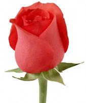 Red Rose profile picture