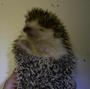 Pokey Da Hedgehog profile picture