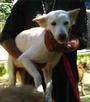 Soi Dog Foundation profile picture