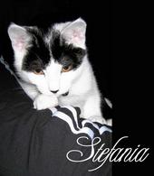 â™¥ Stefania profile picture