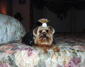 ♥Yorkie Mommy♥ profile picture