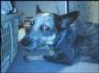 Callie the Cattle Dog profile picture