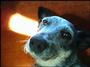 Callie the Cattle Dog profile picture