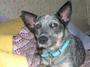 Callie the Cattle Dog profile picture