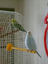 Frida The Budgie profile picture