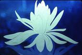 Lotus Azul profile picture