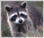 rabid_raccoon