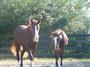 Blue Horse Mukwa Equine Retirement and Rescue profile picture