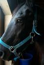 Blue Horse Mukwa Equine Retirement and Rescue profile picture