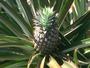 PINEAPPLE profile picture