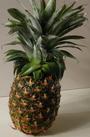 PINEAPPLE profile picture